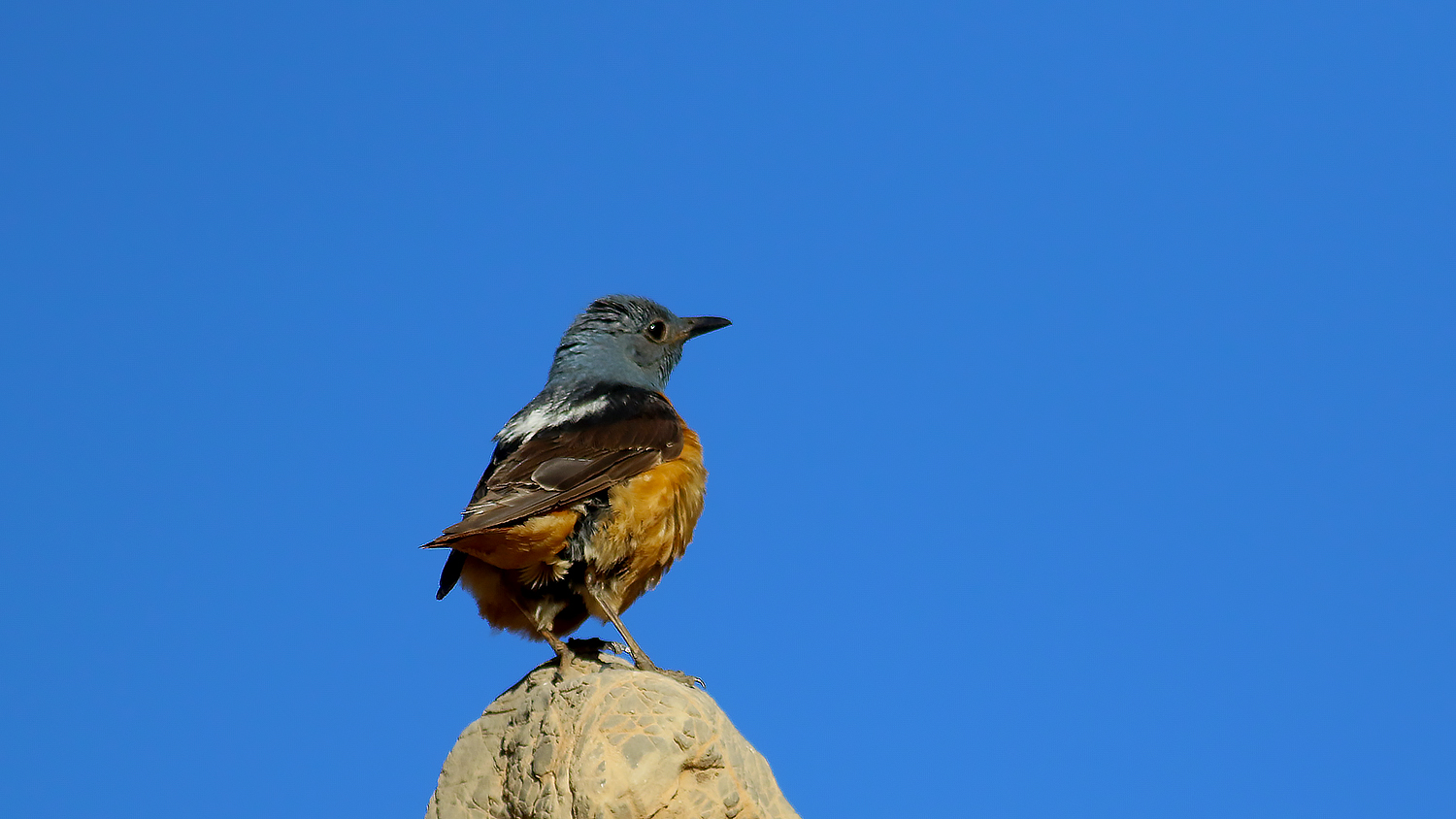 Rufous-tailed Rock-Thrush